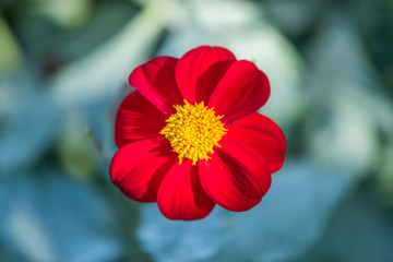 A macro shot of a dahlia in full bloom in the garden. Beautiful flower closeup.