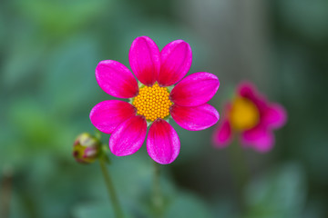 Obraz premium A macro shot of a dahlia in full bloom in the garden. Beautiful flower closeup.