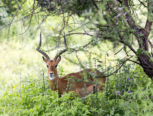 A male black-faced impala antelopes (Aepyceros melampus) grazing in the savannah at Tarangire National Park, Tanzania