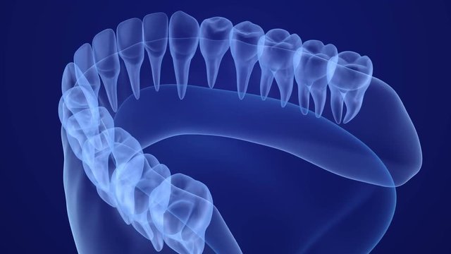 Mouth gum and teeth xray view. Medically accurate tooth 3D animation