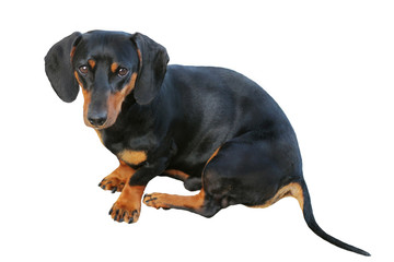 Dog Dachshund in black sitting on a white background
