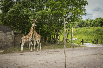 Giraffes