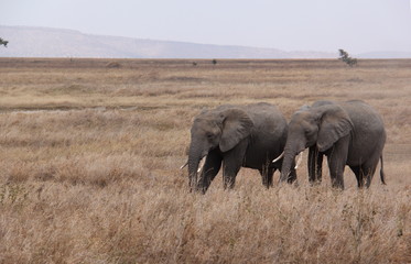 Elephant couple