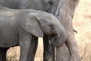 Fototapeta premium Elephant baby