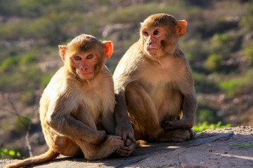Rhesus macaques sitting near Galta Temple in Jaipur, Rajasthan,