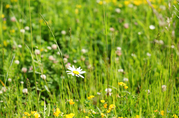 Yellow flowers on the green meadow