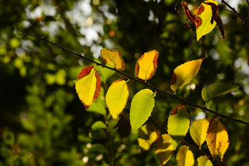 Tree branches with golden leaves