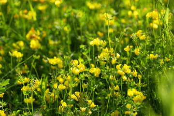 Yellow flowers on the green meadow