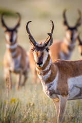 Group of Antelope