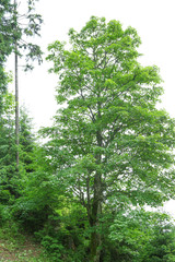 Fototapeta premium Green forest hills