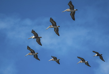 Pelicans