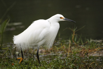 Snowy Egret