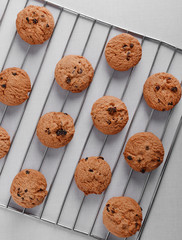 Freshly baked cookies on tray rack