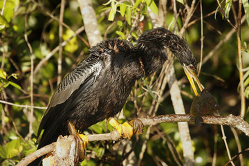 Anhinga eating fish