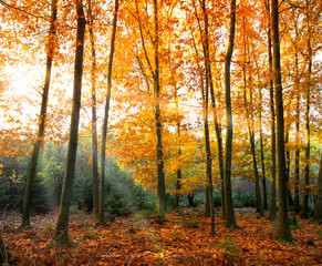 Herbstwald im Sonnenschein