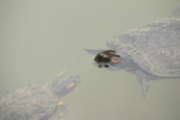 Göl Kaplumbağaları