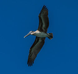 Pelican