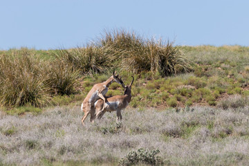 Pronghorn Antelope Bucks Interacting