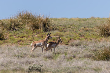 Pronghorn Antelope Bucks Interacting