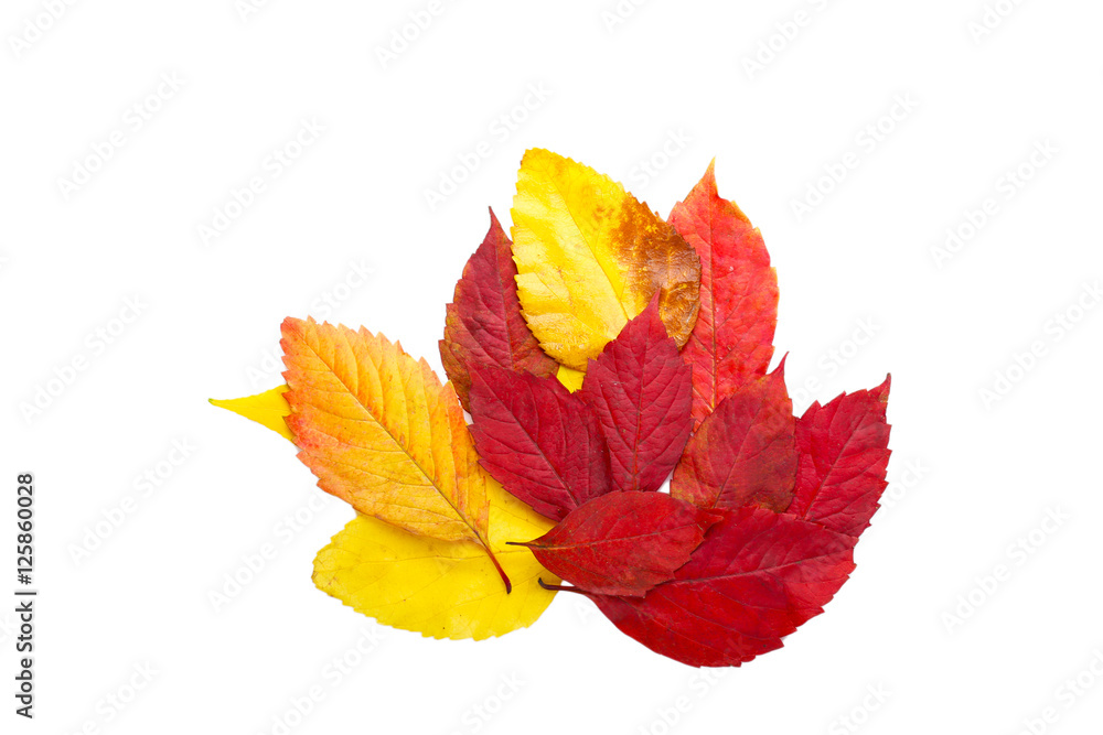 Wall mural autumn leaves on white background