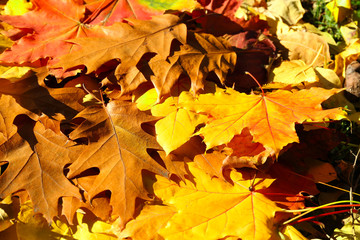 Autumn leaves background