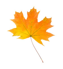 Autumn leaf, isolated on white