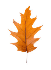 Autumn leaf, isolated on white