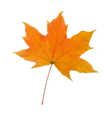 Naklejka na ściany i meble Autumn leaf, isolated on white
