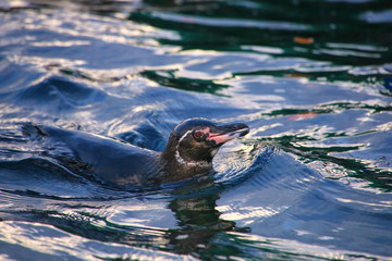 Obraz premium Galapagos Penguin swimming near Bartolome island, Galapagos Nati