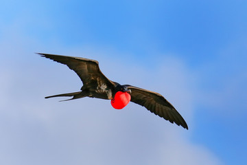 Male Great Frigatebird flying in blue sky, Galapagos National Pa