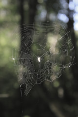 spider web in the forest