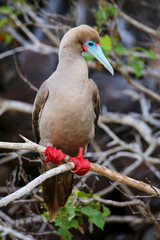 Fototapeta premium Red-footed booby on Genovesa island, Galapagos National Park, Ec
