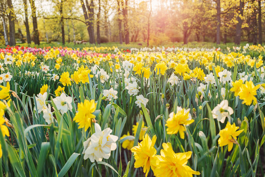Field of daffodils
