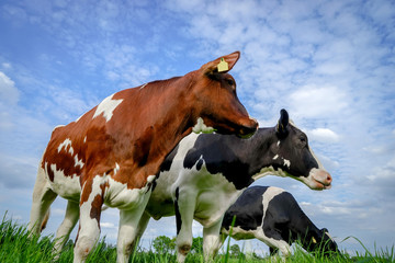 Drei Rinder schauen zur Seite auf einer Weide