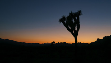 Joshua Tree at sunset