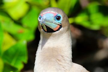 Portrait of Red-footed Booby (Sula sula)