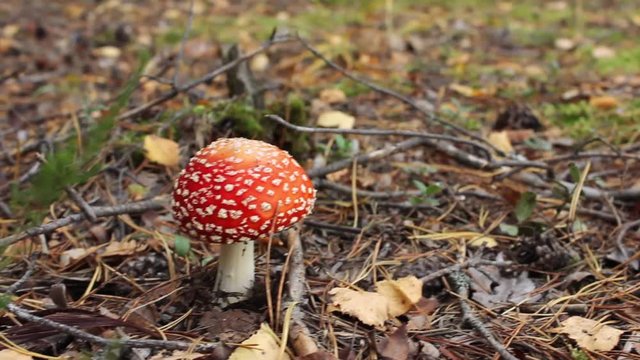 Bright red mushroom amanita found in the forest. September