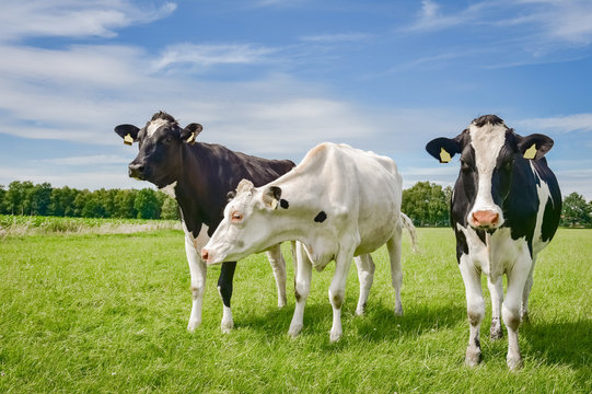 Drei Holstein-Friesian Rinder auf einer Sommerweide