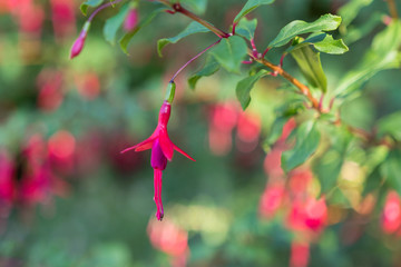 Beautiful flower fuchsia blooming in the garden. Pink and purple flowers 