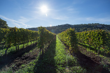 Fototapeta na wymiar au milieu des rangées de vigne sous le soleil