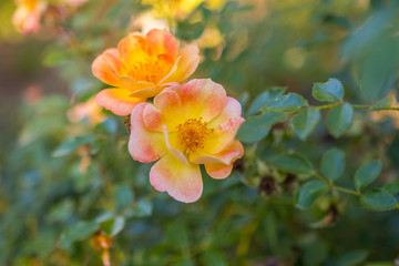 Close up of beautiful dog-rose (Rosa canina) with green leaves