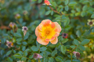 Close up of beautiful dog-rose (Rosa canina) with green leaves