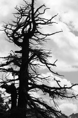 Black and White Tree