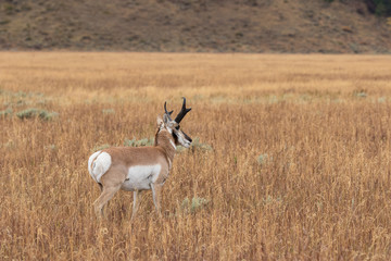 Pronghorn Antelope buck