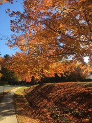 beautiful fall foliage on the road