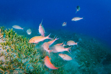 Naklejka na ściany i meble Tropical fish