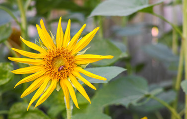 Large Sunflower
