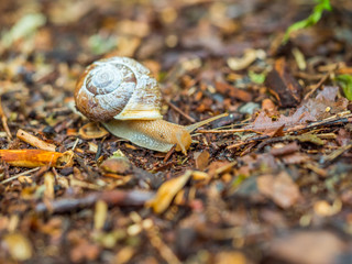 snail creeps on a footpath