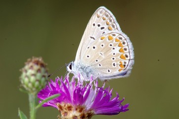 Fototapeta na wymiar Farfalla( Aricia Agestis)