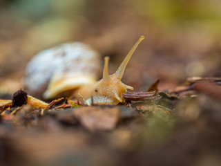 snail creeps on a footpath
